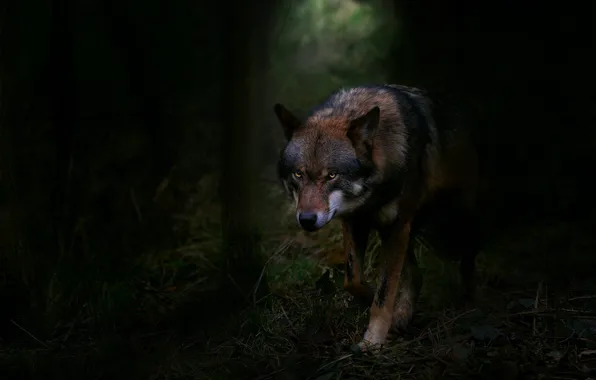 Forest, look, face, darkness, wolf, twilight, sneaks, alertness