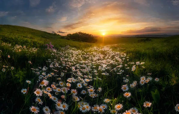 Picture the sun, sunset, chamomile
