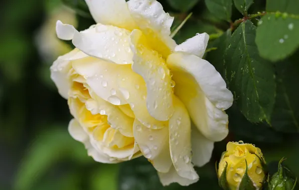 Yellow rose, rosebud, drops