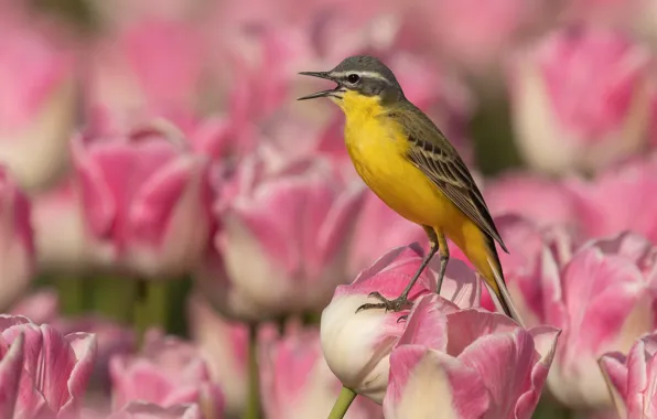 Flowers, bird, tulips, yellow Wagtail