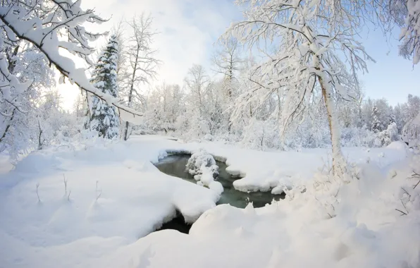 Winter, forest, snow, trees, stream, the snow