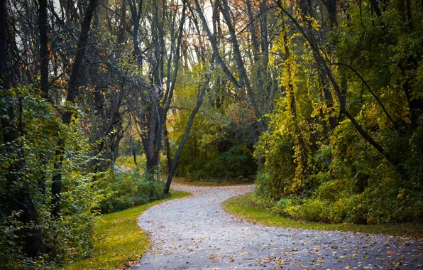 Picture Autumn, Trees, Forest, Fall, Foliage, Track, Autumn, Road