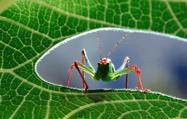 Macro, close up, grasshopper
