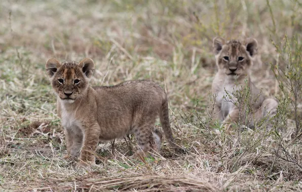 Cat, grass, pair, cub, lion