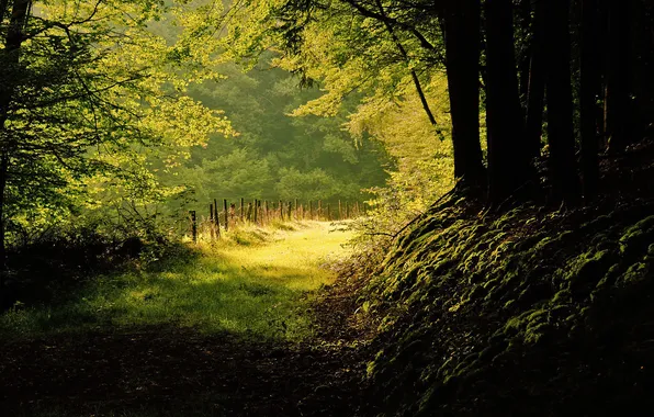 Picture forest, summer, nature, shadows