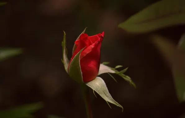 Picture red, rose, flower, gift