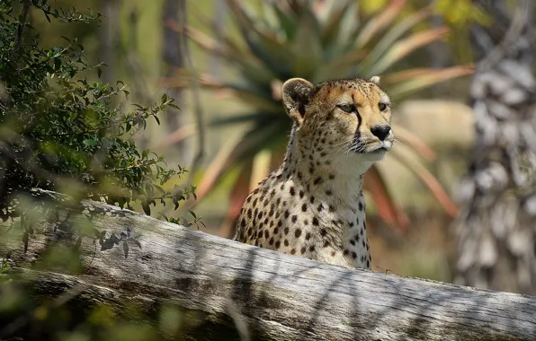 Picture look, face, interest, predator, Cheetah
