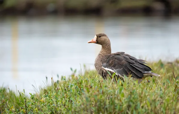 Grass, grey, bird, shore, profile, pond, goose, Berezhok