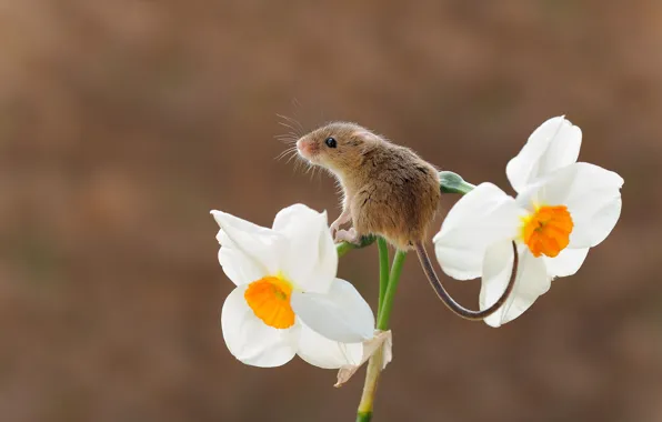Picture flower, background, mouse, Narcissus, rodent, the mouse is tiny, harvest mouse