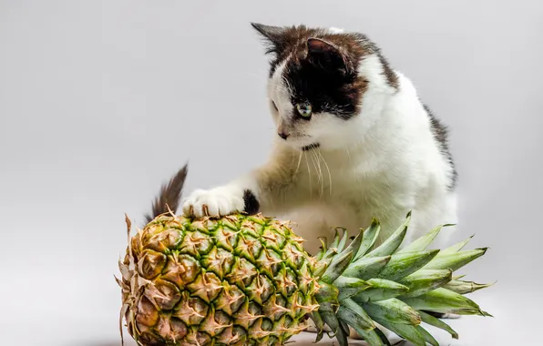 Cat, look, pose, kitty, black and white, pineapple, face, light background