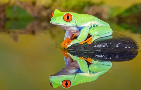 Download wallpaper frog, water, reflection, red-eyed tree frog, green ...