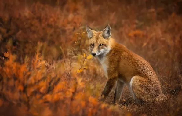 Autumn, leaves, branches, nature, glade, Fox, red, sitting