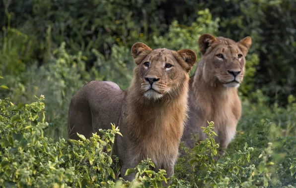Look, face, nature, pair, lions, the cubs, teenagers, lioness