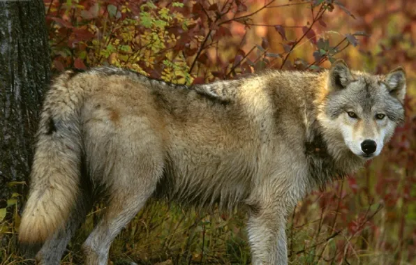 Picture nature, predator, animal, wolf, wildlife, Canis lupus., portrait.