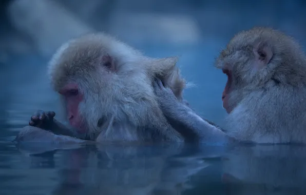 Winter, water, pose, macaques, two, wool, bathing, pair