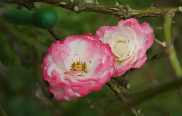 Picture macro, roses, petals, Duo