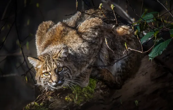 Picture look, log, lynx, wild cat