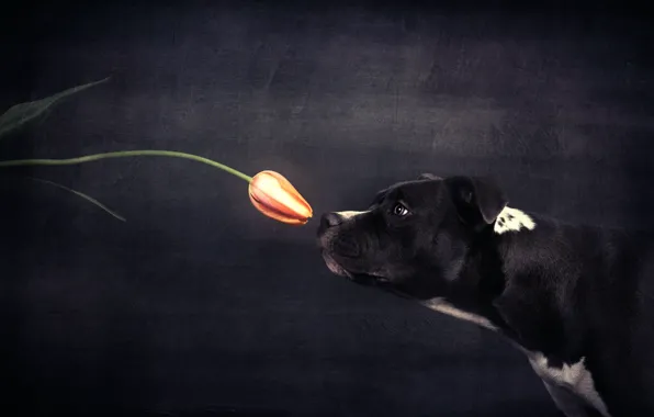 Picture Tulip, dog, the scent