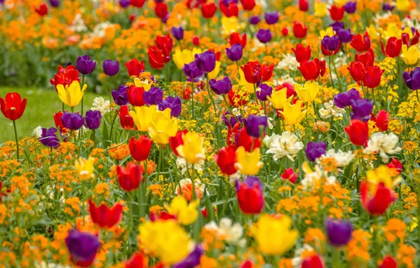 Purple, yellow, red, tulips, flowerbed, a lot