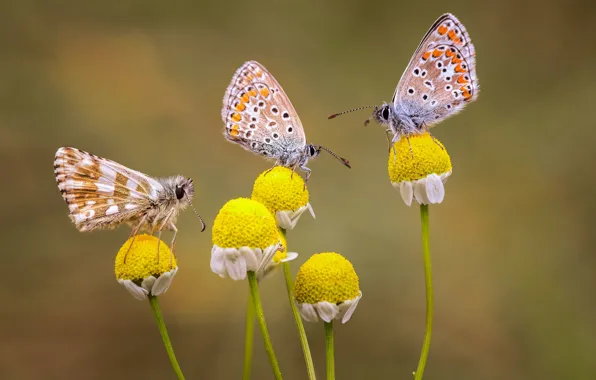 Picture butterfly, trio, flowers