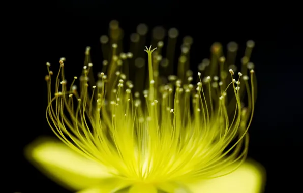 Picture macro, flowers, background