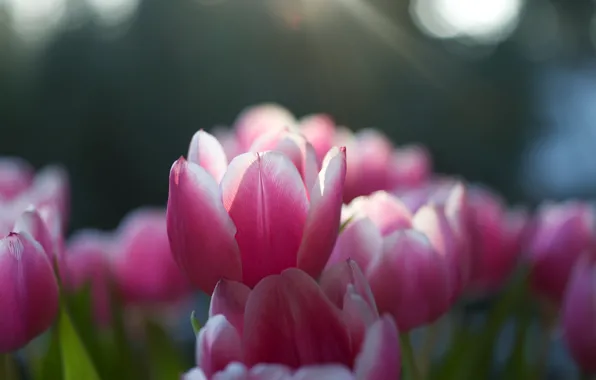 Picture the sun, macro, rays, light, nature, focus, spring, petals