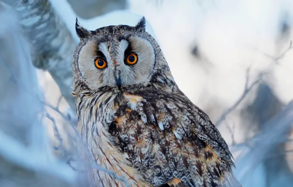 Look, branches, owl, bird, Long-eared owl