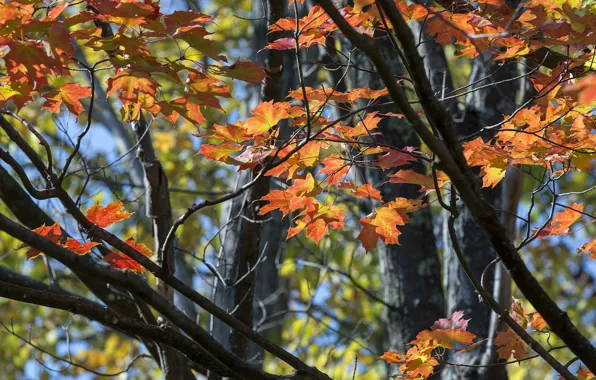 Leaves, branches, the colors of autumn
