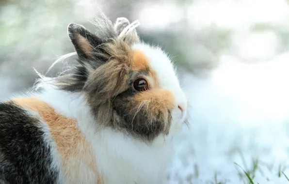 Winter, look, snow, nature, hare, portrait, hairy, rabbit