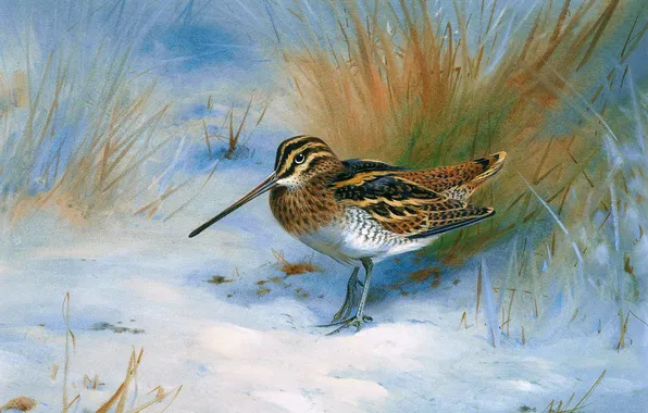 Winter, Grass, Bird, Snow, Picture, Archibald Thorburn, Archibald Thorburn,, Scottish painter