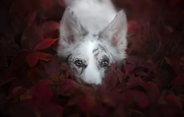 Picture look, face, leaves, dog, Australian shepherd, Aussie