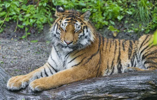 Cat, log, the Amur tiger, ©Tambako The Jaguar