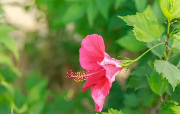 Flower, leaves, red, plant, hibiscus