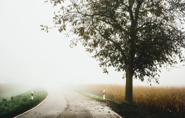 Picture road, fog, tree