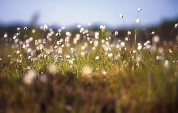 Grass, macro, flowers, plants