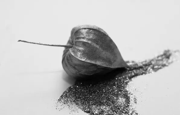 Macro, Shine, plant, minimalism, sequins, physalis