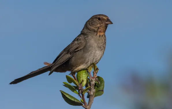 Branches, bird, California towy