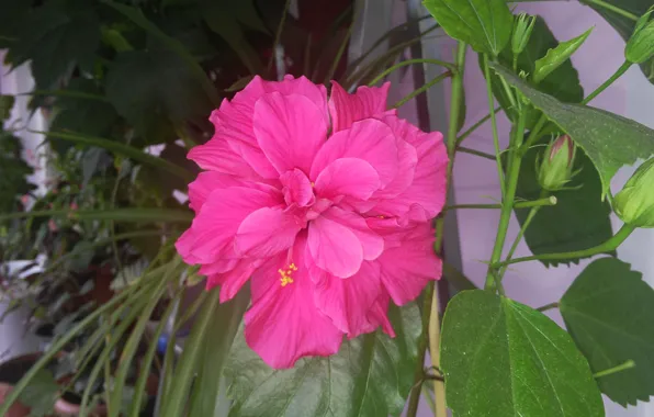 Picture Macro, Macro, Chinese rose, Pink flower, Pink flower