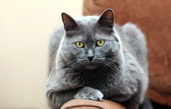 Cat, cat, look, pose, grey, portrait, face, smoky