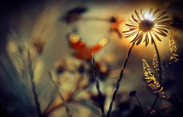 PETALS, FOCUS, DAISY, STEMS