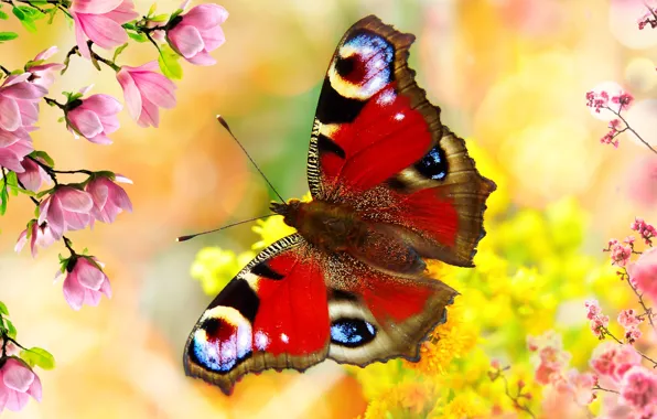 Macro, flowers, butterfly, insect, Magnolia