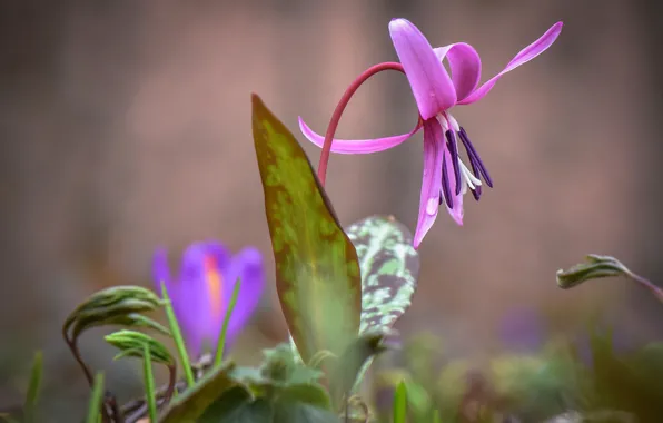 Leaves, water, drops, flowers, nature, spring, buds, kandyk