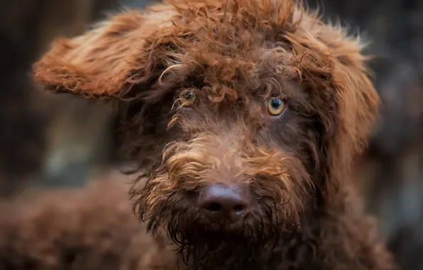Look, each, dog