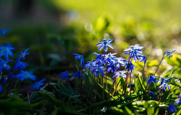 Grass, light, flowers, blue, glade, spring, Scilla