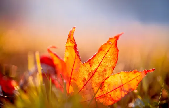 Picture orange, sheet, leaf