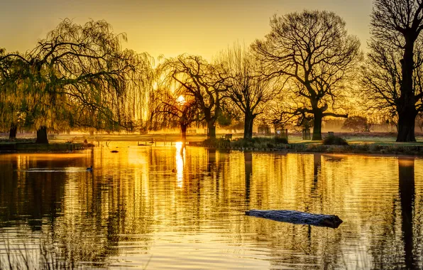 Picture the sky, trees, sunset, pond, Park, bench