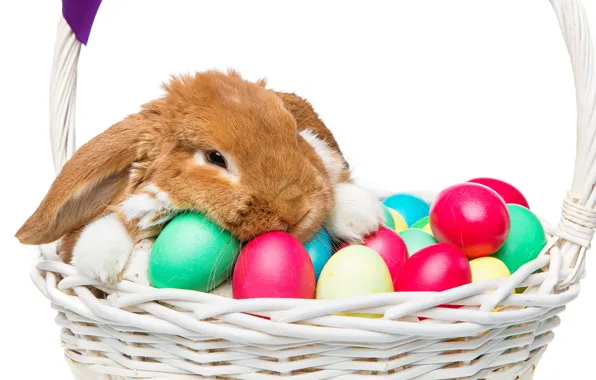 Basket, rabbit, Easter, happy, rabbit, spring, Easter, eggs