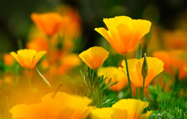 Macro, Maki, bokeh, escholzia California
