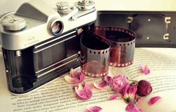 Flowers, camera, petals, the camera, dry, film, book, film