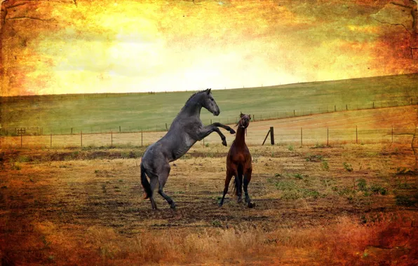 Picture field, style, background, horses